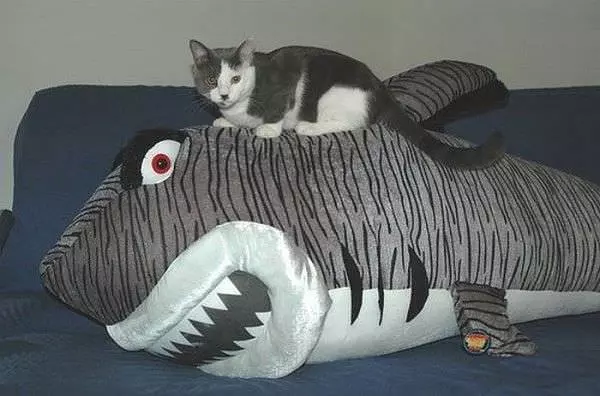 I Has A Shark