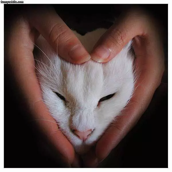 Love Cat