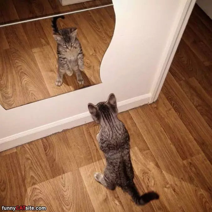Who Is That Cute One