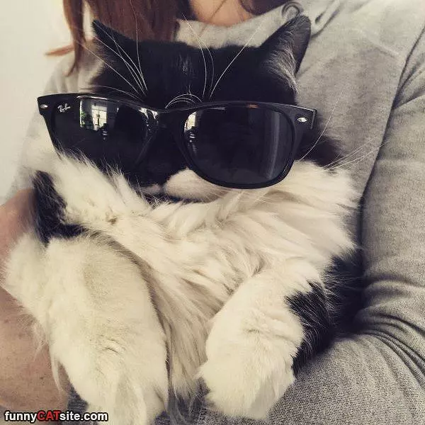 I Am A Coooool Cat