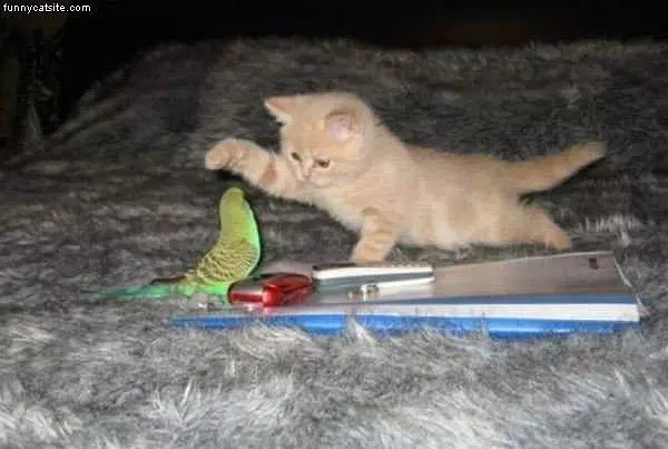 Attack Kitten