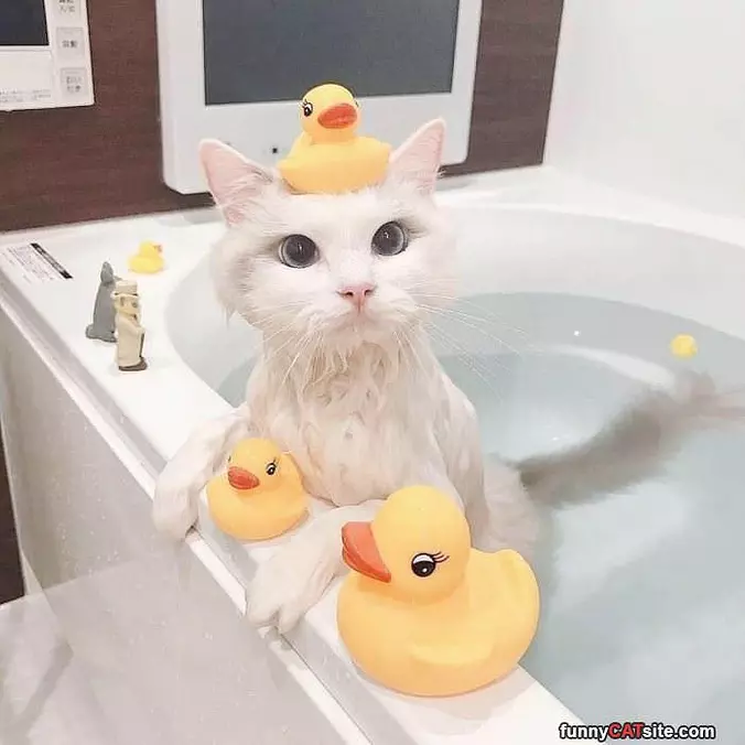Getting My Bath