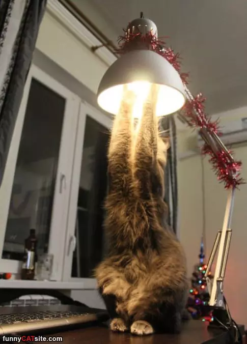 Getting The Light