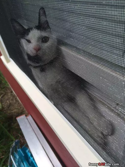 I Am Stuck In The Window