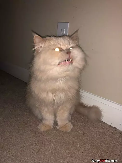Harrr