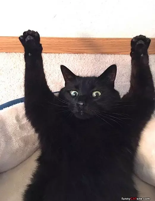 Paws Up