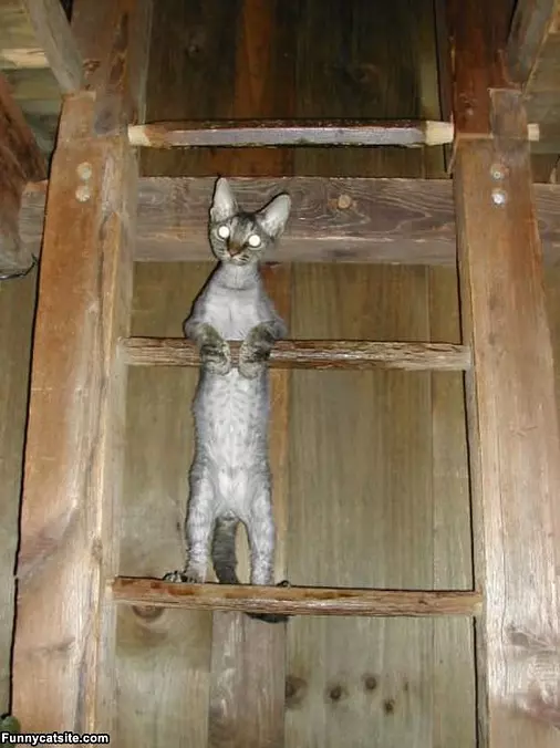 Climbing Up Here