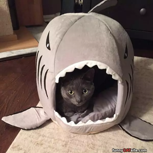 Shark Tank