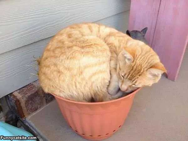 My Sleeping Pot