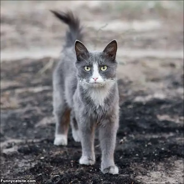 Grey Whiskers