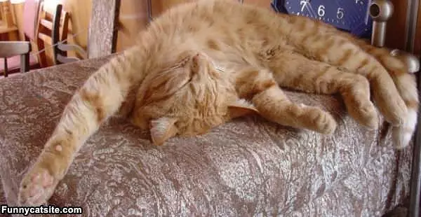 Long Day Cat