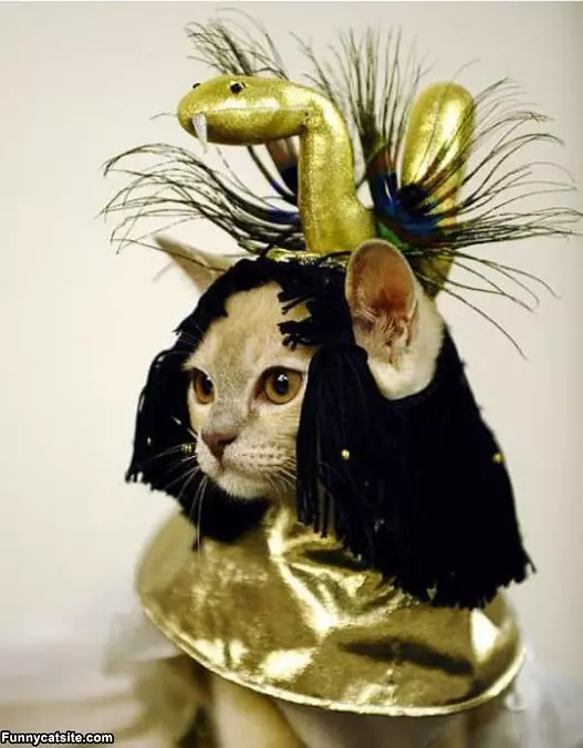 Snake Cat