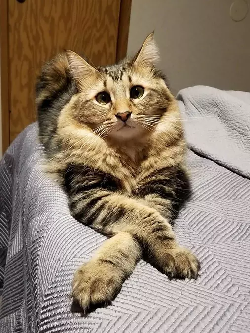 Cross Your Paws
