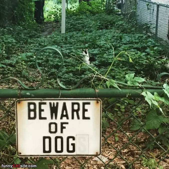 Beware Of This Dog