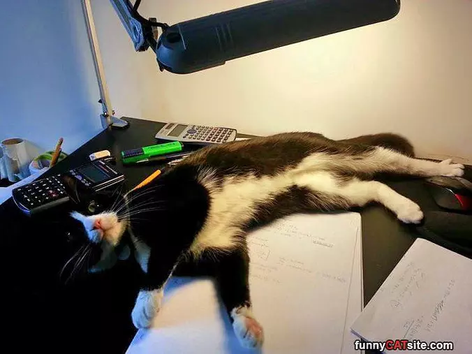 Chilling On The Desk