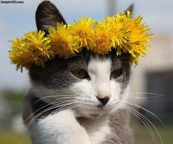 Cat Crown