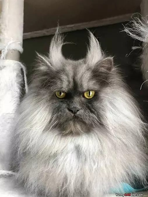 That Is A Weird Haircut