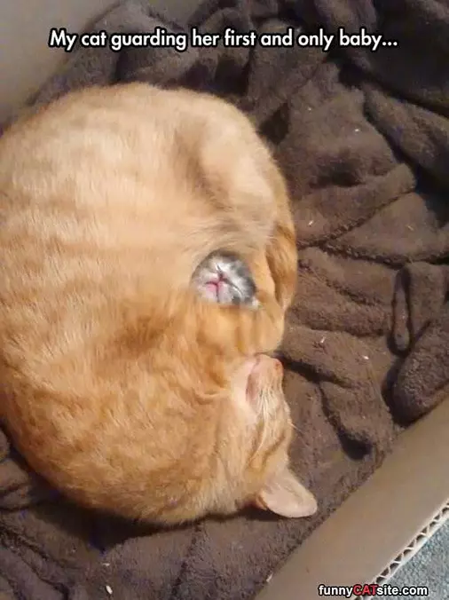 Guard Cat