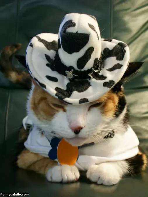 The Pimp Cat