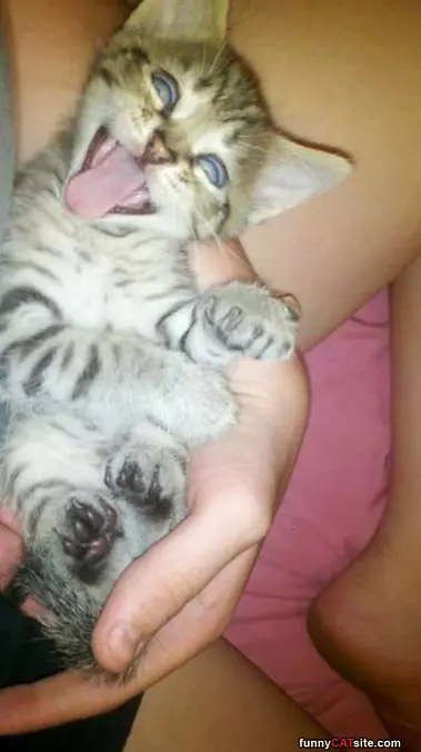 Whaaaa Face