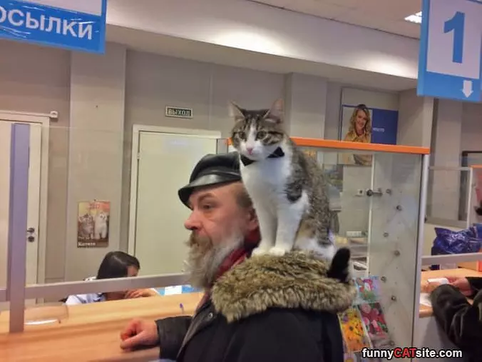 I Am Shoulder Cat