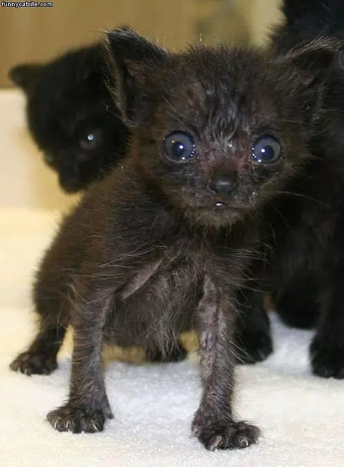 Funny Black Cat