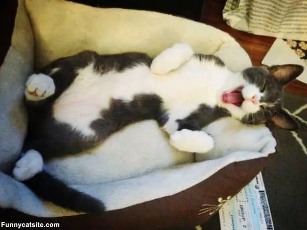 I Sleep Where I Want