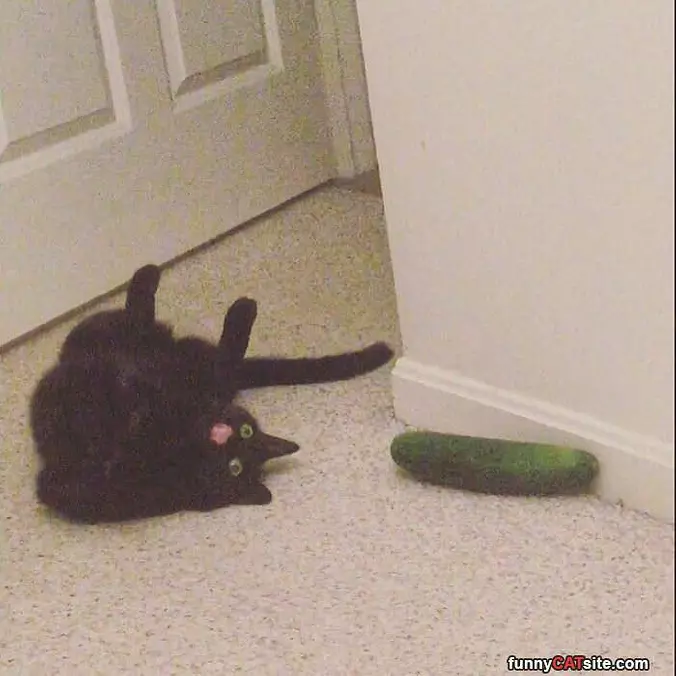 Rarrrggghh