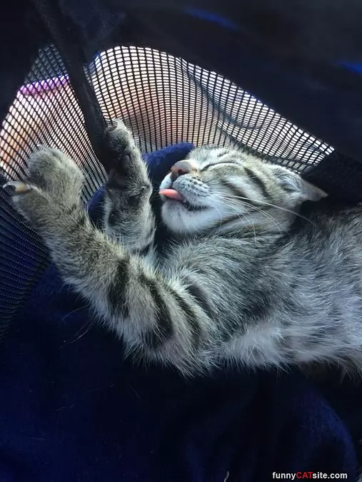 I Like To Sleep