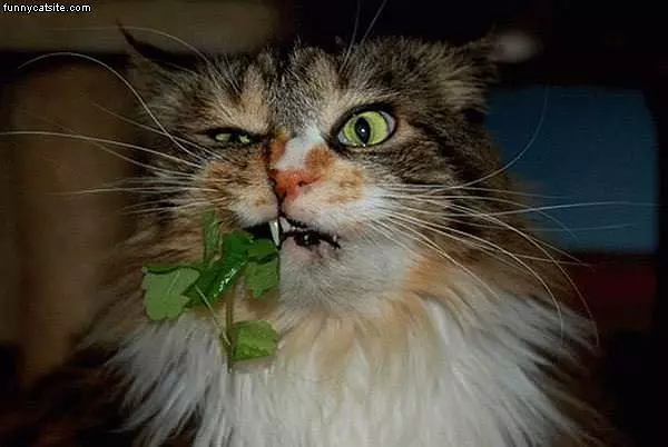 Cat Likes The Greenery