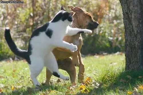Karate Chop