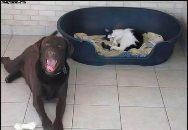 Its The Cats Now
