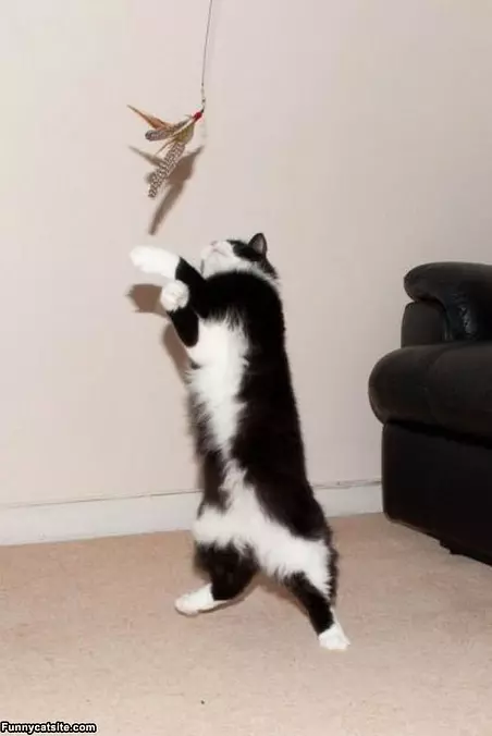 Play Time