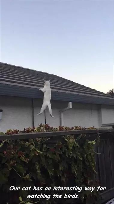 An Interesting Way To Watch Cats