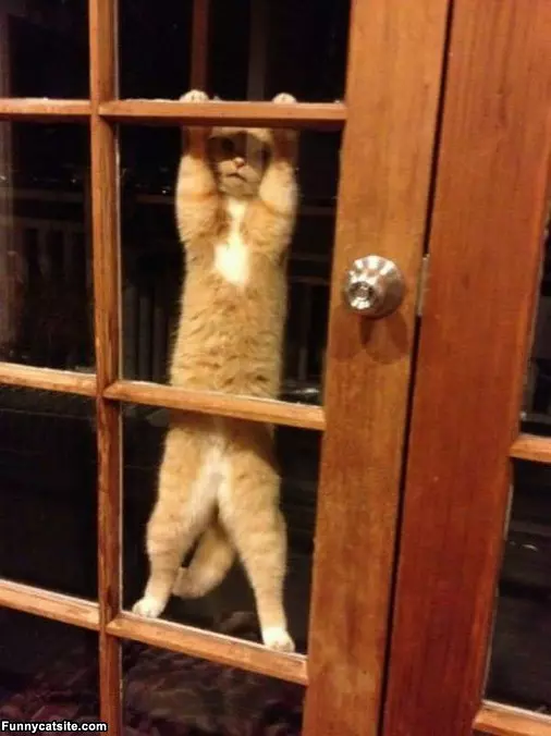 Cmoooon Let Me In