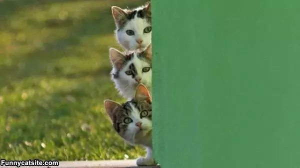 A Stack Of Cats