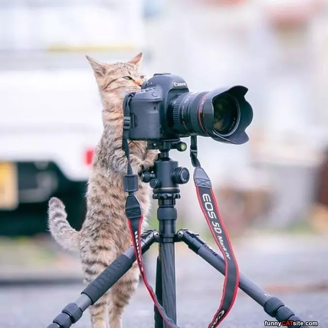 Cat Photog