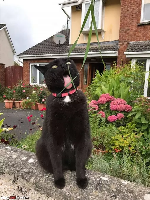 Nommmm Nom Nom