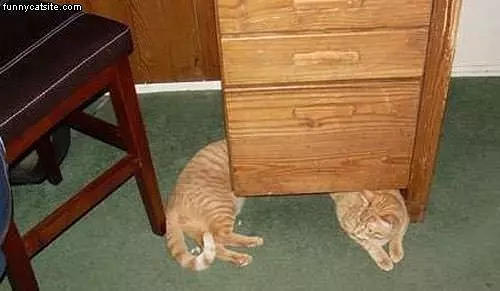 Super Long Cat