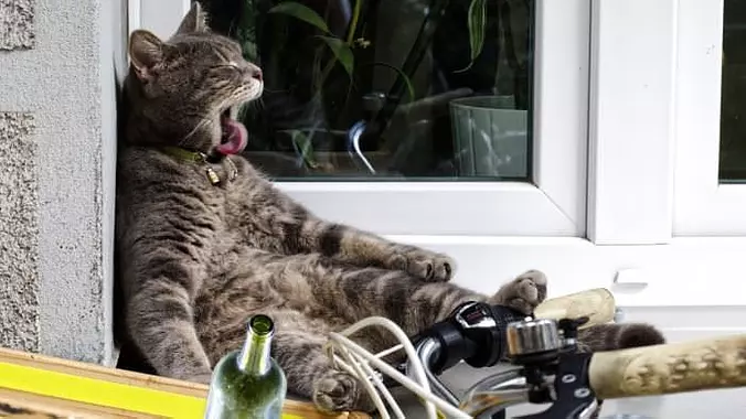 A Big Yawn