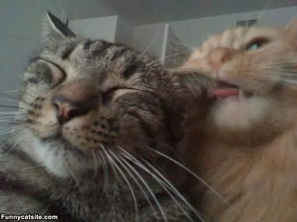 Nom Nom Nom Cat