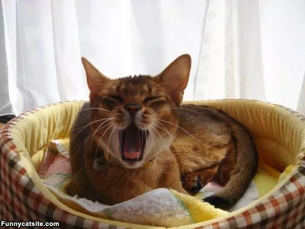 Meooooooooooooooooooow