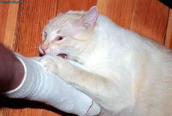 Sock Eater