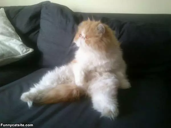 Cat Is A Weird Fluff Ball