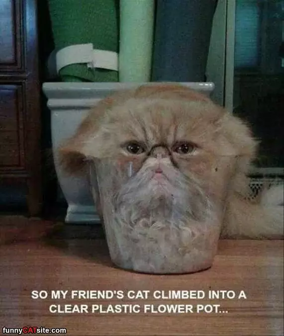I Am Melting Cat