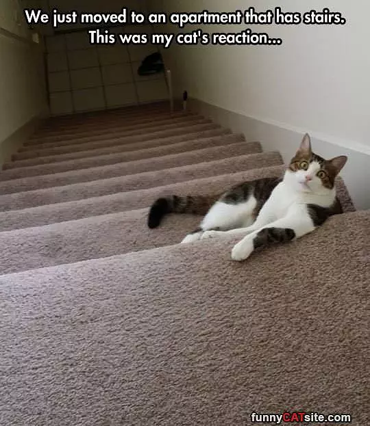 Stairs Finally