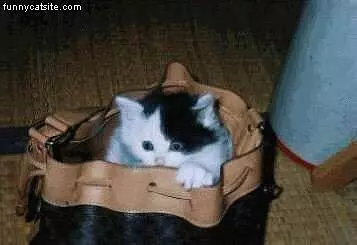 Purse Cat