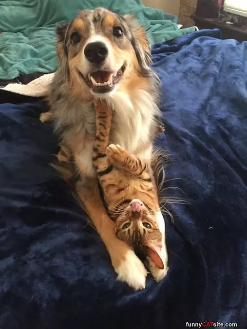 Get Off Of Me Doggy