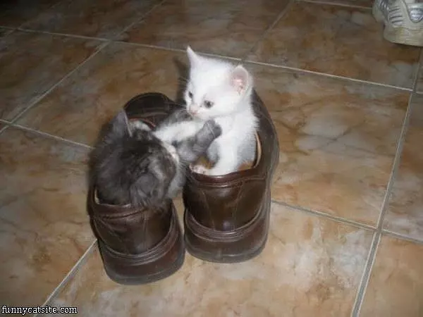 This Is My Shoe