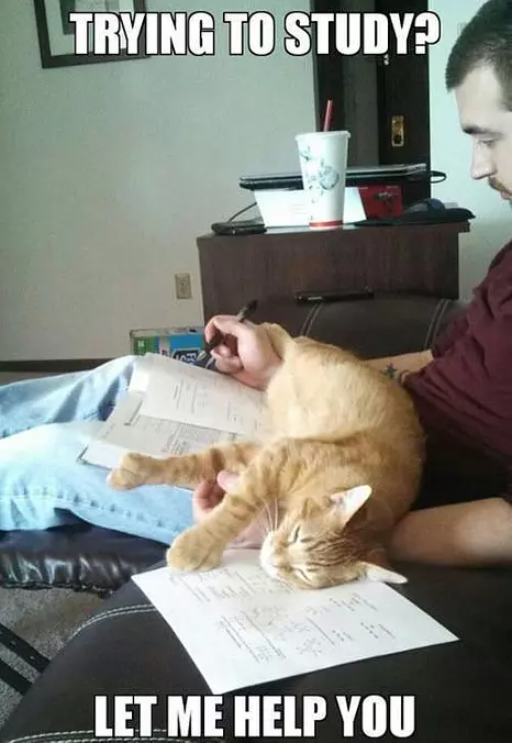 Studying